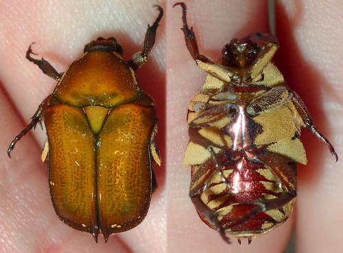 Cetoniinae